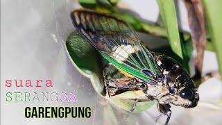 Suara Garengpung Kinjeng Tangis [upl. by Flossy]