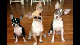 Cha cha cha chihuahua song amp lyrics [upl. by Kirstin]