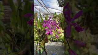 Encyclia adenocaula X Encyclia dichroma [upl. by Lotsirb]