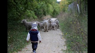 Les actions de la transition écologique [upl. by Yhtur]