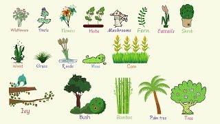 Plant Names List of Common Types of Plants and Trees in English with Pictures [upl. by Wat]