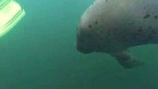 Schnorcheln mit Manatees [upl. by Tamer648]