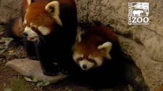 Red Panda Cubs are So Much Fun  Cincinnati Zoo [upl. by Unders]