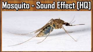 Mosquito  Sound Effect HQ [upl. by Keg]