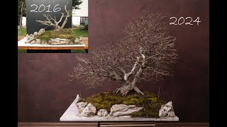 European hornbeam repotting and quick pruning [upl. by Tareyn167]