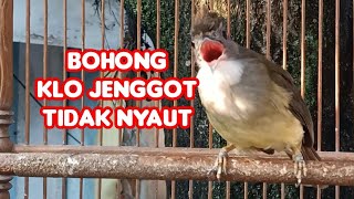 Suara Pancingan Cucak Jenggot Jantan Beset Ngepik [upl. by Clio]