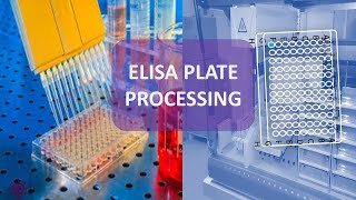 ELISA TEST PLATE PROCESSING [upl. by Eleik203]