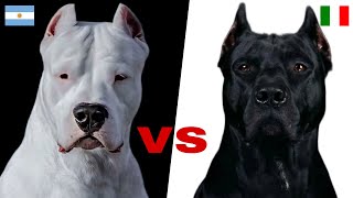 Breed Showdown Dogo Argentino or Cane Corso [upl. by Dixon293]