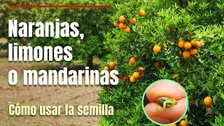 Cómo germinar naranjas mandarinas o limones paso a paso [upl. by Dee Dee]