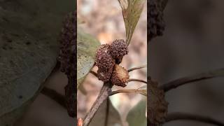 Oak Lobed Petiole Galls has roughened top arises from the petiole rather than a stem or leaf vein [upl. by Mildrid769]