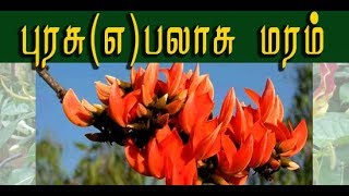 Butea monosperma பலாசு மரத்தின் வைத்தியமுறைகள் [upl. by Yelyk]