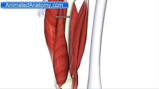 Muscles of the Thigh Part 2  Posterior CompartmentHamstring Anatomy [upl. by Nayb]