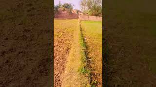 Evening routine in village punjab pakvillagefood nature shortvideos [upl. by Ellevart]