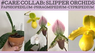 carecollab Slipper Orchids Basic care and growing tips for this fabulous group of orchids [upl. by Einahpit404]