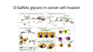 OGalNAc glycans role in cancer cell invasion Code 499 [upl. by Barolet]