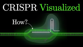 But what is CRISPRCas9 An animated introduction to Gene Editing some2 [upl. by Nyad]