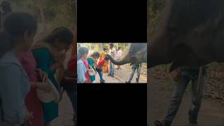 Haathi Mere Saathi🐘devotionalsong love bhubaneswar odishaanimallover [upl. by Mattland]