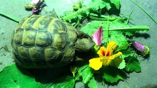 Mediterranean Tortoise Diet [upl. by Anohr]