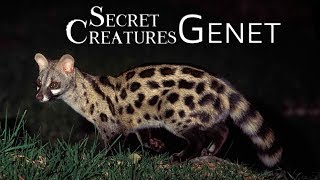 Secret Creatures Genet [upl. by Clapper]