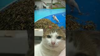 HILARIOUS Video on BOGS😭😂🤯You WONT Believe What Happens🤦‍♂️😂Funnyfunnymemesshortsfeedbackcat [upl. by Trixy521]