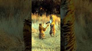 Baby tigers fighting animals tiger viralshort [upl. by Anamor]