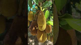 Jackfruit treeplants nature foryou shorts [upl. by Adelind]