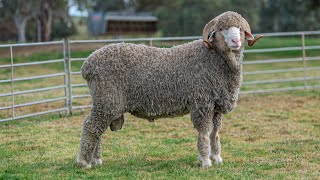 Adelaide Ram Sale North Ashrose Lot 6 [upl. by Ahsircal]