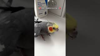 Free Birdy Kisses While Supplies last cockatiel bird parrot [upl. by Michaele]