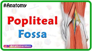 Popliteal fossa Anatomy Animation  Boundaries Contents and Relations  USMLE Step 1 [upl. by Brandice123]