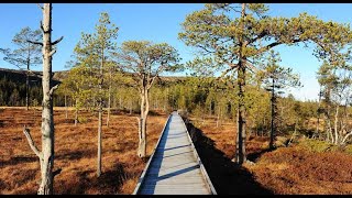 Winter in Fulufjället National Park in Dalarna Sweden [upl. by Nivat]