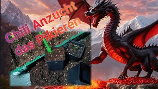 Das Pikieren  Vereinzeln der Chilipflanzen [upl. by Denzil165]