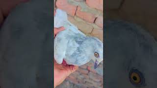 Mein pigeon bhi li ki aaya honpigeonvillagelife abubakarvlog viralvideo unfreezemyacount [upl. by Kelbee315]