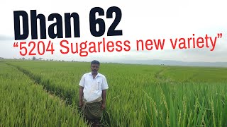 Dhan 62  5204 Sugarless paddy variety  Improved sambhamasuri  IIRR  Nandyal Paddy farmer Naidu [upl. by Arnulfo947]