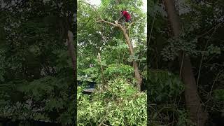 Pattukkottai sabarinathan tree cutter [upl. by Larine]