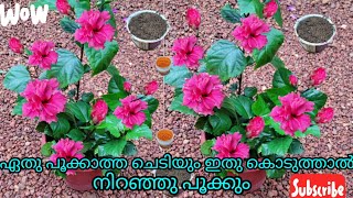 ചെമ്പരത്തി നിറഞ്ഞു പൂക്കാൻ ഈ മാർഗ്ഗം പരിക്ഷി  Kerala garden ideas for home Malayalam  hibiscus [upl. by Aisile]