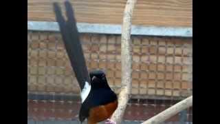 white rumped shama  the Netherlands  schamalijster 2 JvdH [upl. by Hameean]