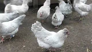 LAVENDER ARAUCANA LARGE FOWL FROM CHESHIRE POULTRY [upl. by Aimas]