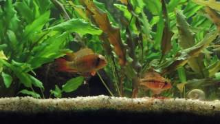 Apistogramma Viejita red [upl. by Evania]