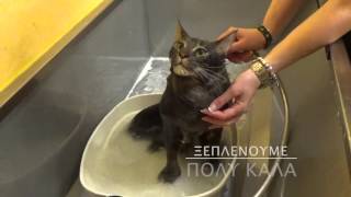 Special One Maine Coon Cat Grooming [upl. by Yoong]