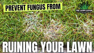 Follow These EASY STEPS To Prevent Lawn Fungus [upl. by Sirraf646]