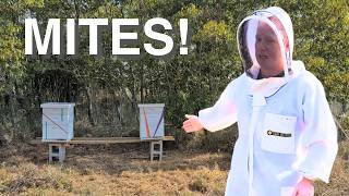 Treating my hives with Apivar fighting varroa mites [upl. by Hendel]