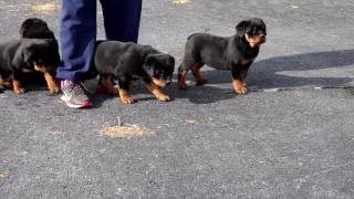 Rottweiler Puppies For Sale [upl. by Schwarz163]