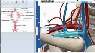 Arteria Sublcavia polígono de Willis [upl. by Gundry]