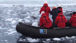 Up Close with a Stinky Minke in Antarctica [upl. by Nahtiek363]