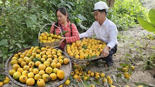 A Lucky Day For My Husband amp I  Harvesting lêkima Goes to market sell  Cooking  Ly Phuc An [upl. by Baird214]