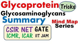 Glycosaminoglycans and glycoprotein biochemistry lecture [upl. by Maximo]