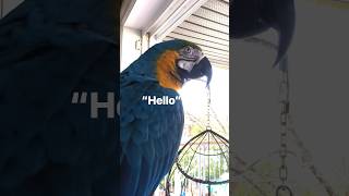 Chester can speak 2 languages 🥰 French and English talkingparrot macawparrot macaw pet bird [upl. by Maddie201]