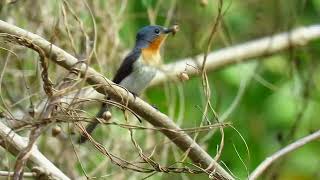 Broadbilled Monarch  Miyagra ruficollis ruficollis [upl. by Esinart]