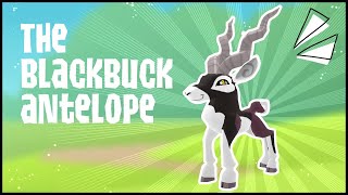 The Blackbuck Antelope  Animal Jam [upl. by Pilar]