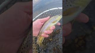 Fall brown trout shorts fishing [upl. by Bary445]